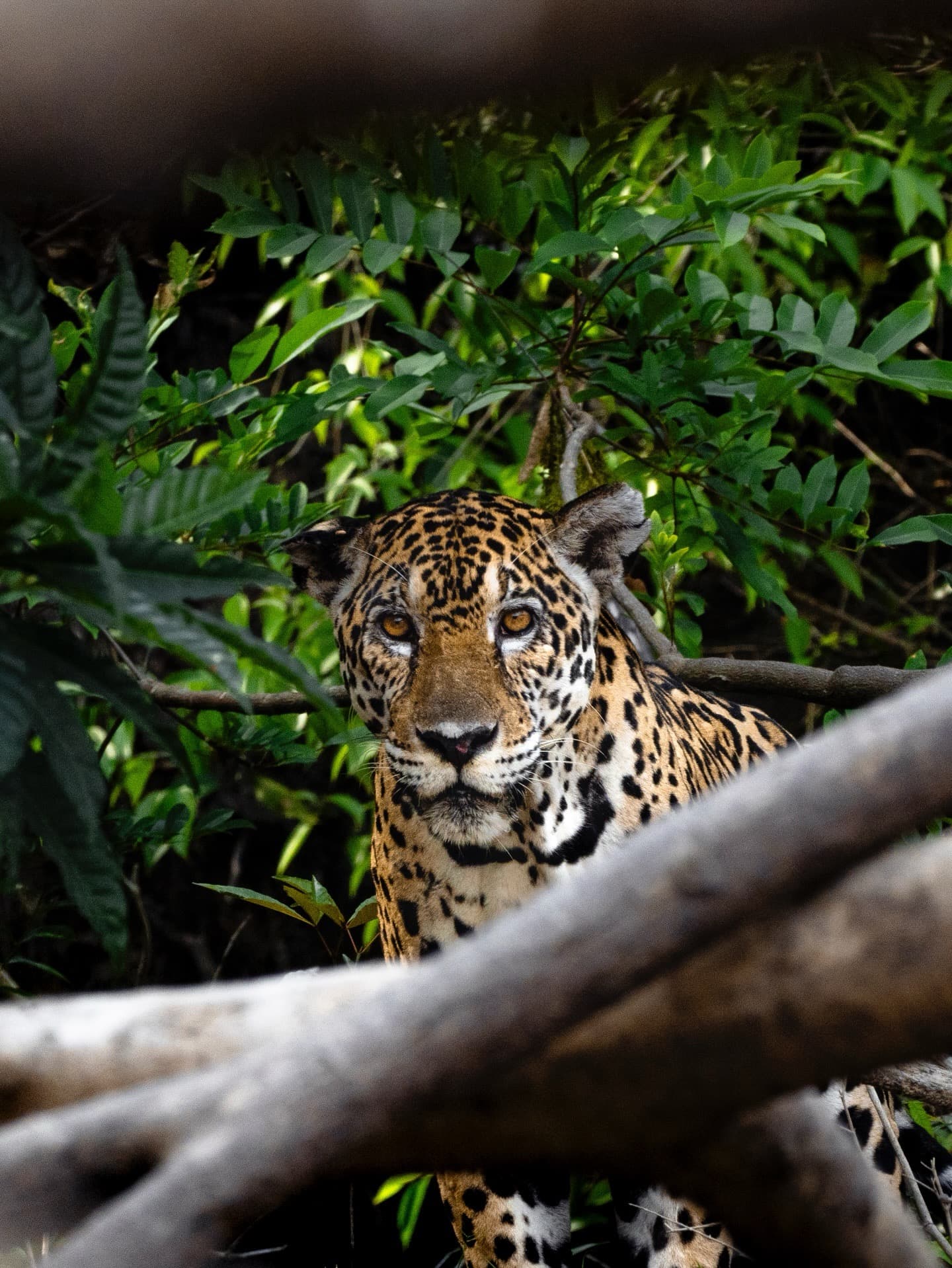 Jaguar spotted during Suriname expedition - wildlife conservation