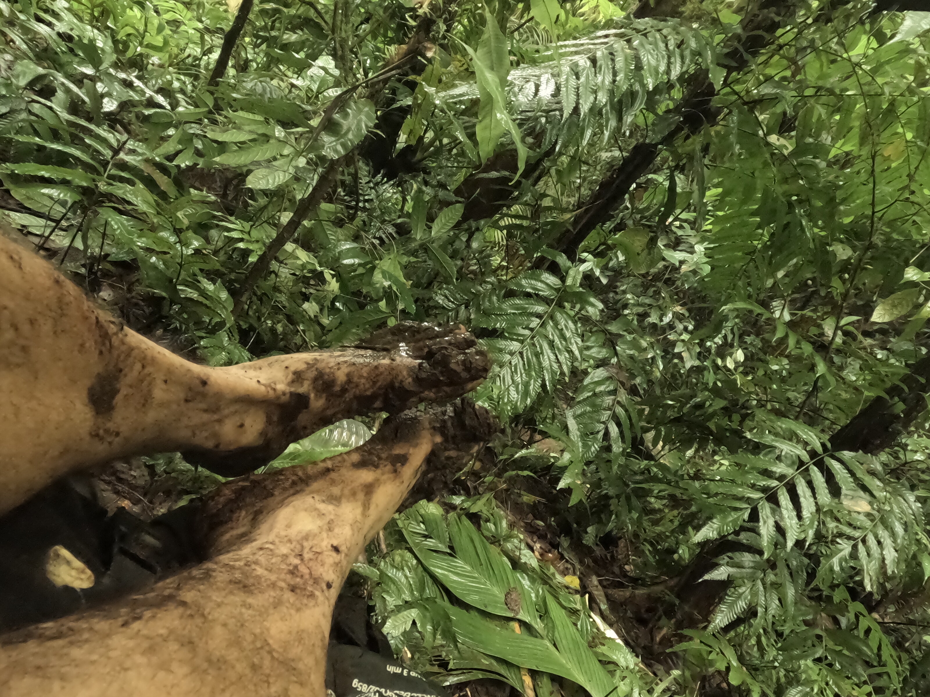 mud-covered bare feet against dense jungle undergrowth