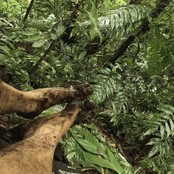 mud-covered bare feet against dense jungle undergrowth