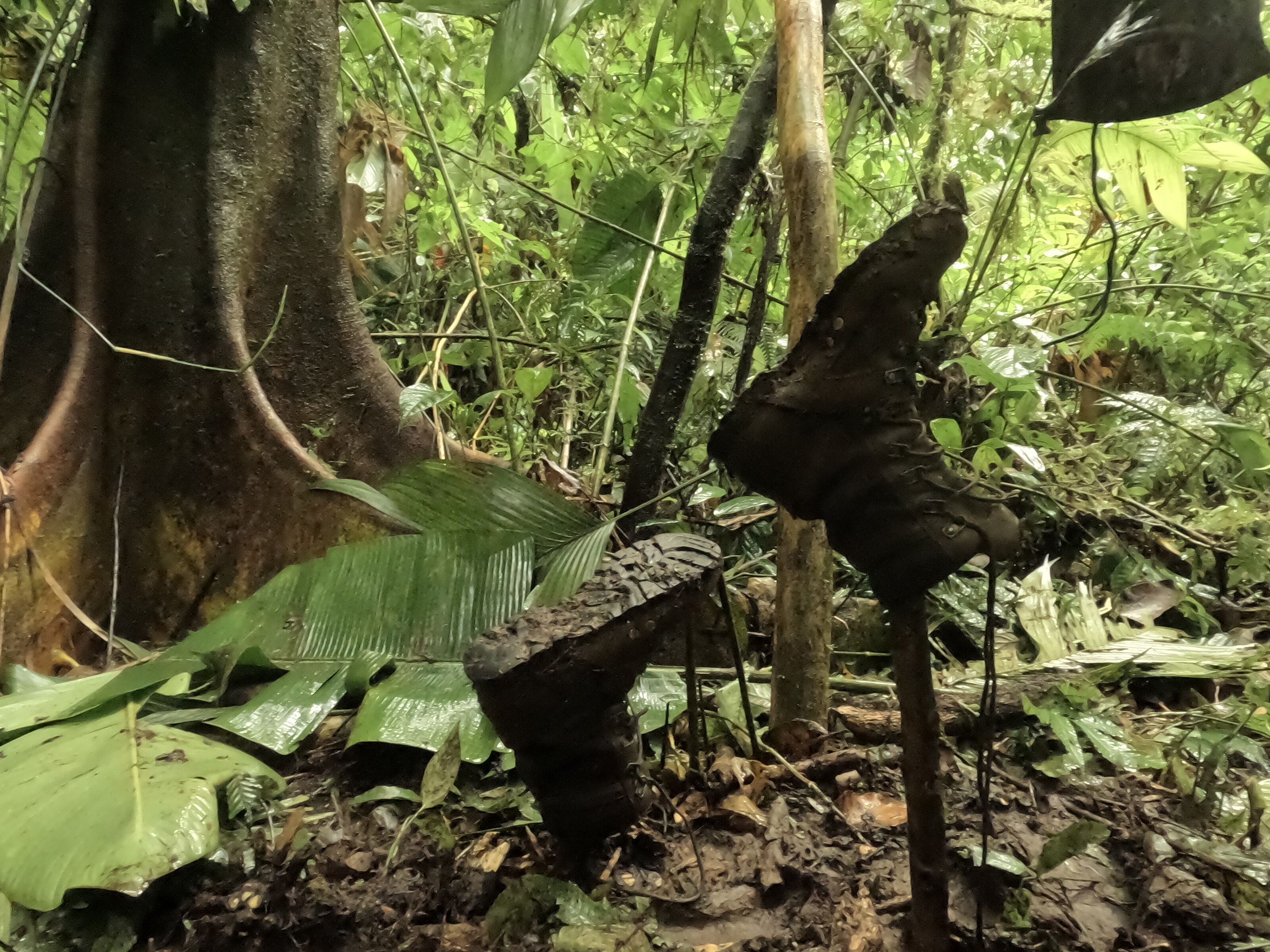 heavily mud-covered hiking boot on a rainforest floor among tropical vegetation