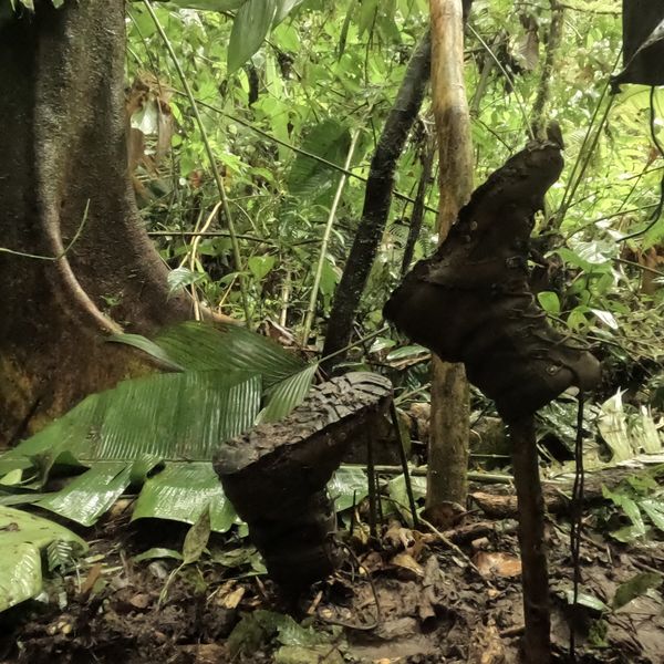 heavily mud-covered hiking boot on a rainforest floor among tropical vegetation