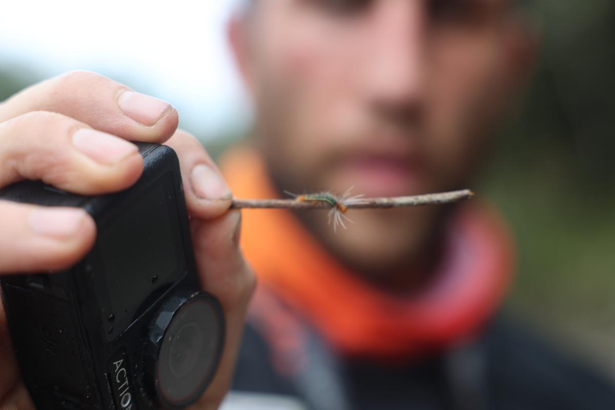 a person holding a caterpillar on a twig next to a compact camera, shot outdoors with a shallow depth of field