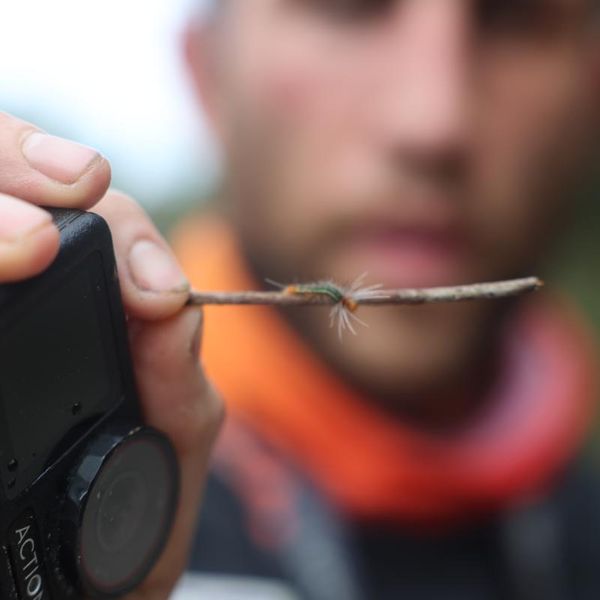 a person holding a caterpillar on a twig next to a compact camera, shot outdoors with a shallow depth of field